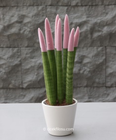 Sansevieria Serisi Açık Pembe