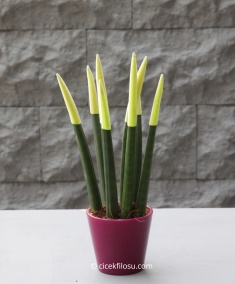 Sansevieria Serisi Sarı