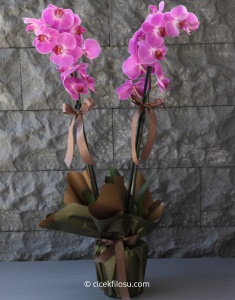 Butik Çiftli Mor Orkide