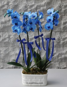 2 Orkide 4 dal Çiçekli Mavi Orkide