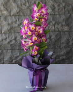Mor Dendrobium Orkide