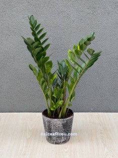 Zamia Bitkisi